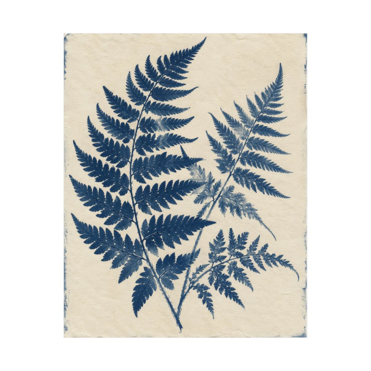 Cyanotype Fern Herbarium Poster