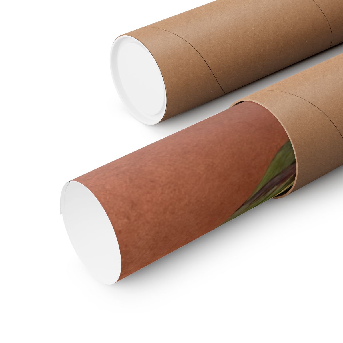 Artichoke Cross Section Poster product view 6