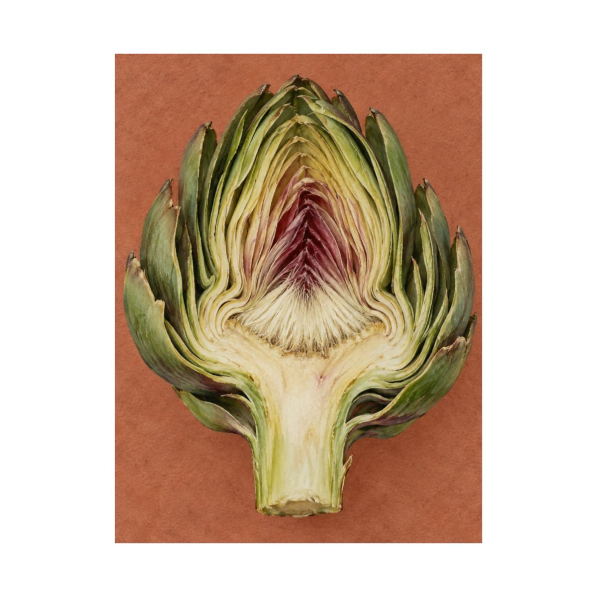 Artichoke Cross Section Poster product view 2