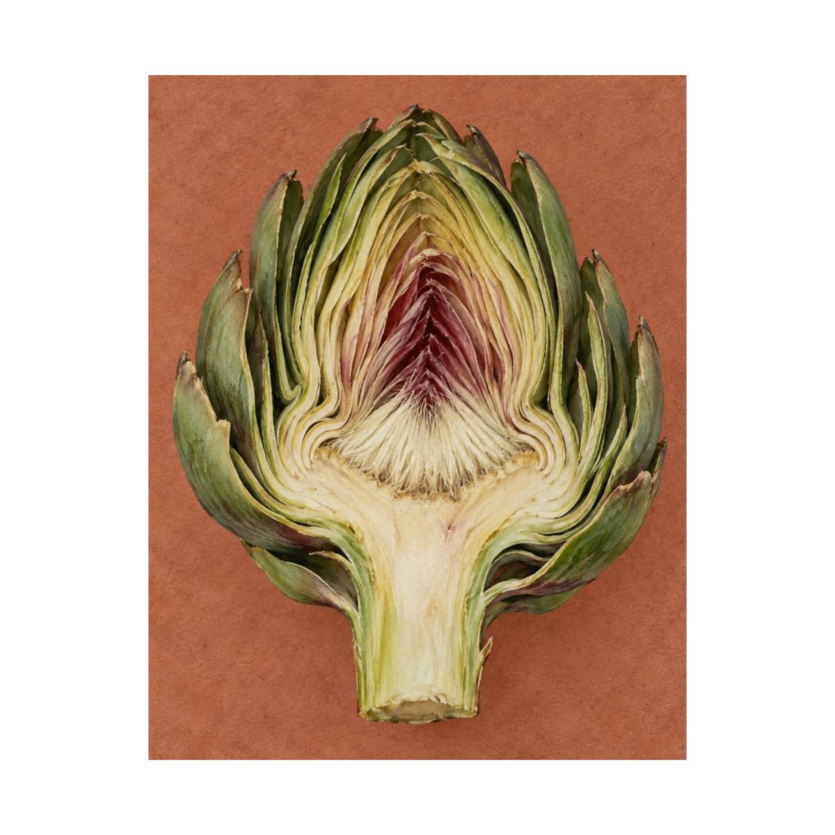 Artichoke Cross Section Poster product view 8