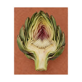 Artichoke Cross Section Poster product view 5