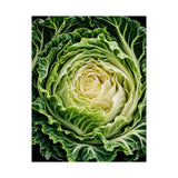 Cabbage Cross Section Poster product view 8