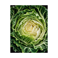 Cabbage Cross Section Poster product view 8