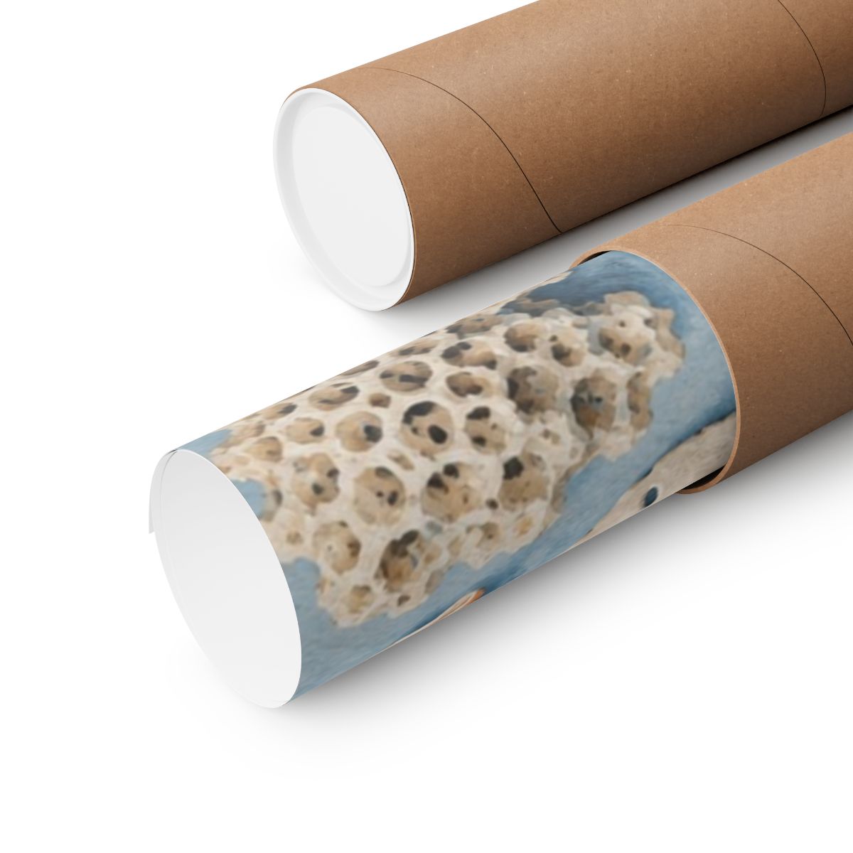 Coral Reef Field Study Poster product view 3