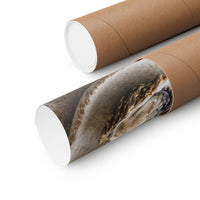 Oyster and Linen Still Life Poster product view 9