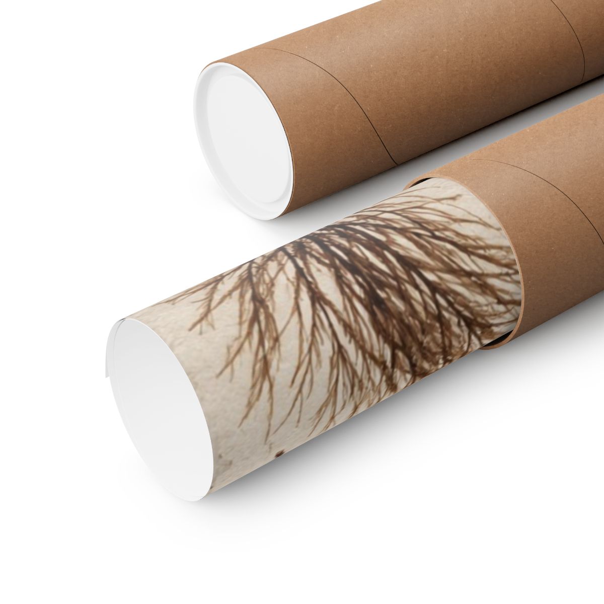Pressed Seaweed Herbarium Poster product view 6