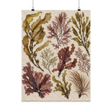 Pressed Seaweed Herbarium Poster product view 1