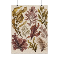 Pressed Seaweed Herbarium Poster product view 1