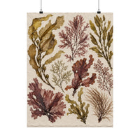 Pressed Seaweed Herbarium Poster product view 1