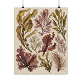 Pressed Seaweed Herbarium Poster product view 4
