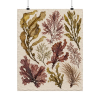 Pressed Seaweed Herbarium Poster product view 4