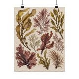 Pressed Seaweed Herbarium Poster product view 7