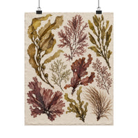 Pressed Seaweed Herbarium Poster product view 7