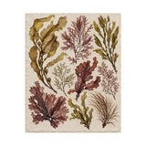 Pressed Seaweed Herbarium Poster product view 5