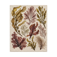 Pressed Seaweed Herbarium Poster product view 5