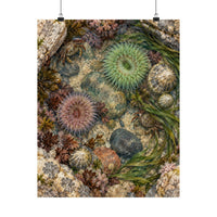 Tidepool Specimens Poster product view 4
