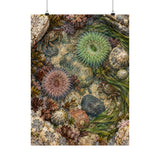 Tidepool Specimens Poster product view 1