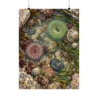Tidepool Specimens Poster product view 1