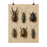 Vintage Beetle Cabinet Poster product view 7